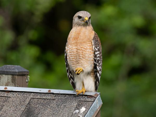 Roodschouderbuizerd (Buteo lineatus)